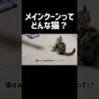 メインクーンってどんな猫❓ #cat #猫 #ねこ #ネコ #メインクーン  #shorts