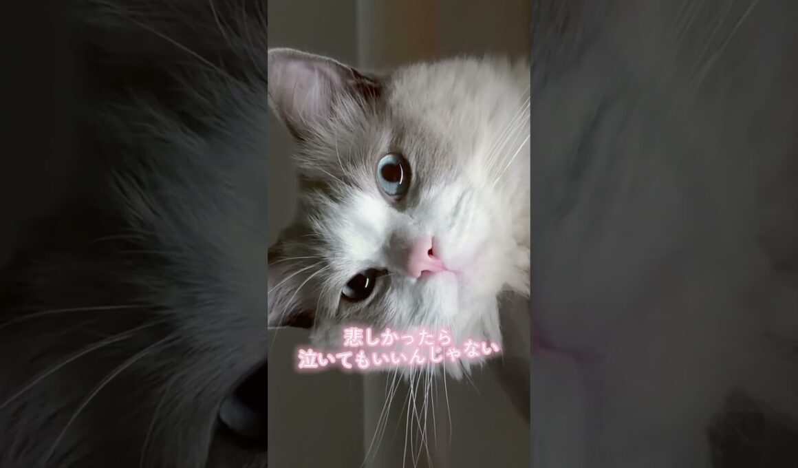 明日の私にハチワレ#猫 #ラグドール #猫のいる暮らし #猫のいる生活 #明日の私に幸あれ