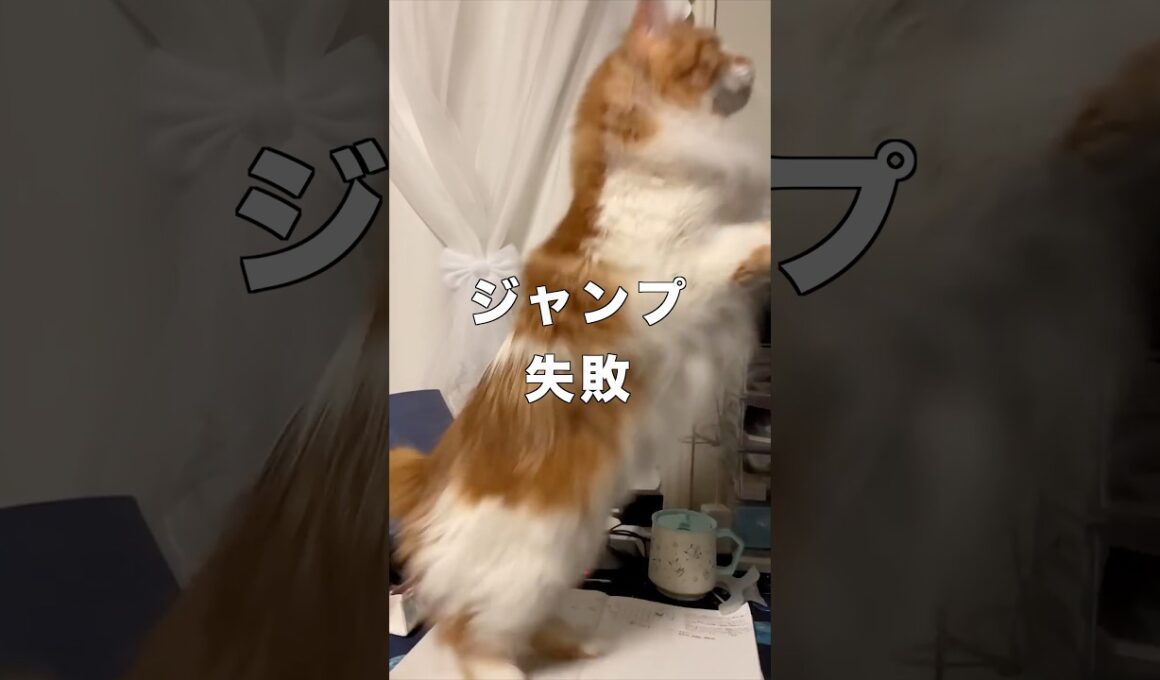 ジャンプに失敗する猫　メインクーン