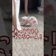 【アフレコ】お腹パンパンで運動する子猫と応援するトト父ちゃん