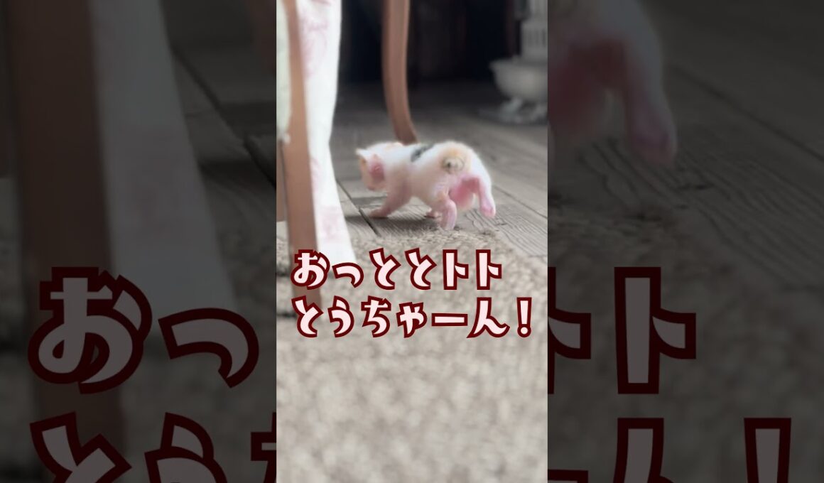 【アフレコ】お腹パンパンで運動する子猫と応援するトト父ちゃん