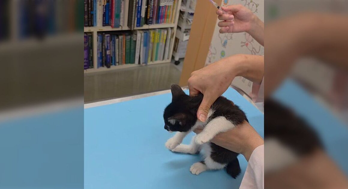 ワクチンを打たれるときに大絶叫する子猫の動画「まだ刺さってない」猫のためとはいえ、動物病院での苦労に共感 - Togetter