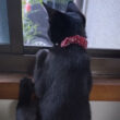 「手のりにゃんこ」「信頼されすぎ」怖いけど窓の外が気になる猫ちゃんの後ろ姿が可愛すぎると話題に | Cat Press