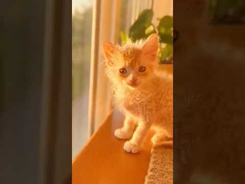 Peaceful Sunday Sunset with LaPerm Kitten 🌇 | ラパーマ子猫の穏やかな日曜の夕暮れ