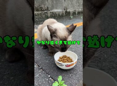 たぬきねこさん54 子育てですね😂　#cat #japan #シャム猫 #地域猫 #野良猫 #たぬき