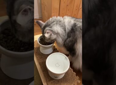 ご飯を催促する大型猫とニホンウナギ#shorts
