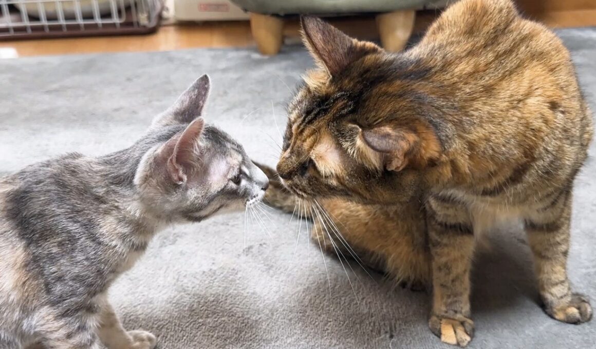 自由すぎる子猫たちに翻弄される兄猫たち(笑)見ていたお姉ちゃん猫が…