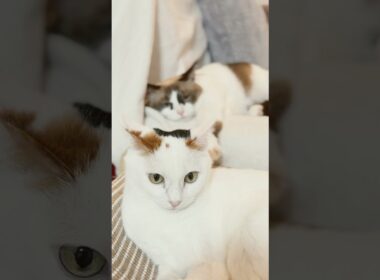 大好きな姉（姉妹猫）の後頭部を見守るスノーシュー猫🐈