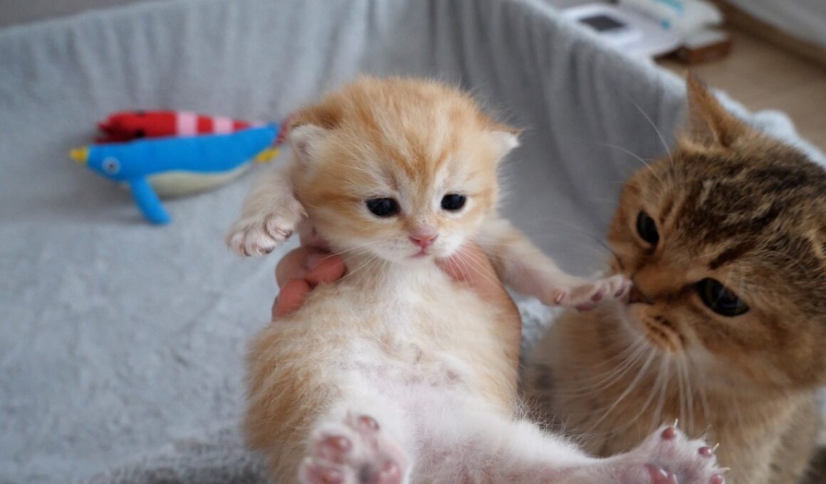 Here’s the mom cat who thought her kitten had been taken even though I was just holding it…