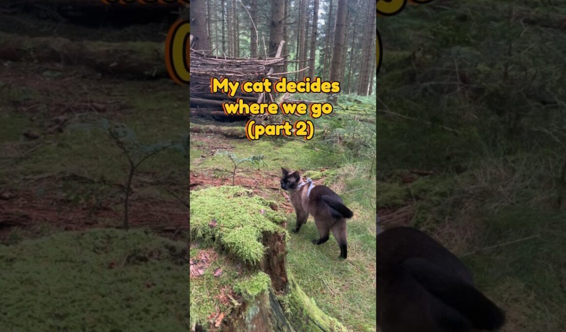 My Cat Finds Something Unexpected in the Woods 🌲🐈