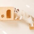 「壁が、猫のお気に入りの場所に」天然木の壁掛けキャットウォーク"にゃんウォール"がAmazonベストセラー1位を獲得 | 鹿児島・九州プレスリリース | 生活情報 | くらし