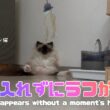 バーマン猫ガブとラフ【間髪入れずにラフがいる】Raphael appears without a moment's hesitation（バーマン猫）Birman/Cat