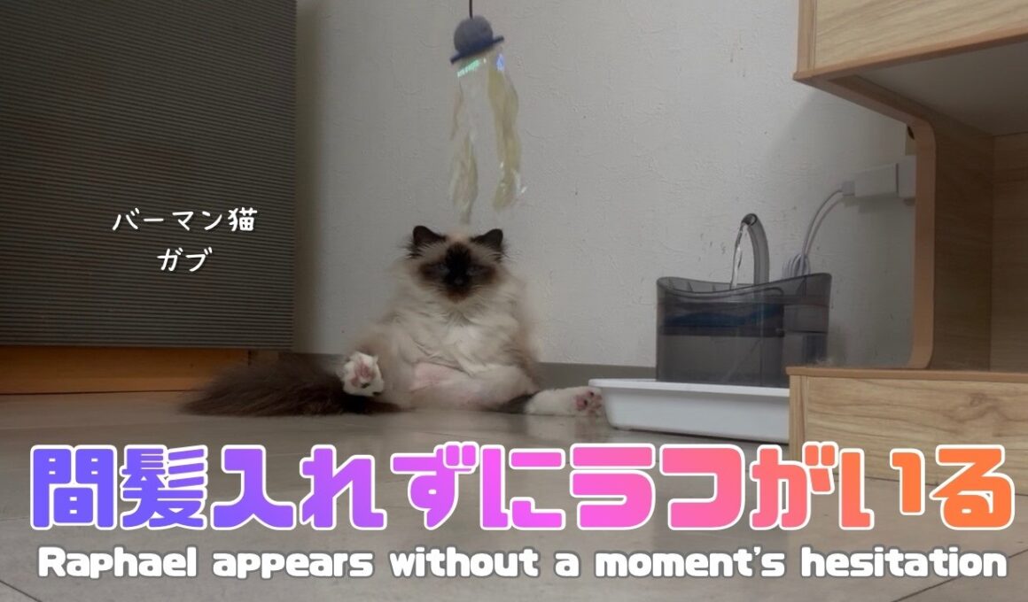 バーマン猫ガブとラフ【間髪入れずにラフがいる】Raphael appears without a moment's hesitation（バーマン猫）Birman/Cat