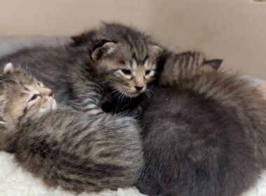生後18日 朝は元気だったのに‥子猫の急変に急いで病院へ【かのこ日記】 Day 18: Kitten's Sudden Emergency
