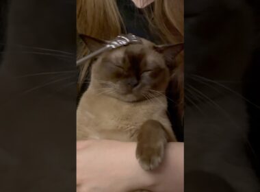 Pretty little kitty