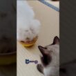 我慢はしません、猫だから＃保護猫＃捨て猫＃cat＃シャム風猫