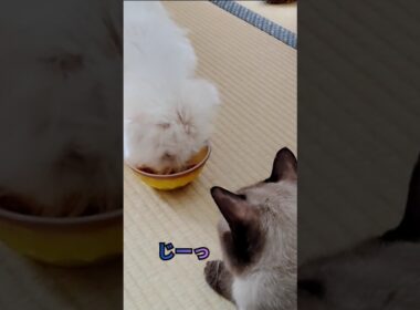 我慢はしません、猫だから＃保護猫＃捨て猫＃cat＃シャム風猫