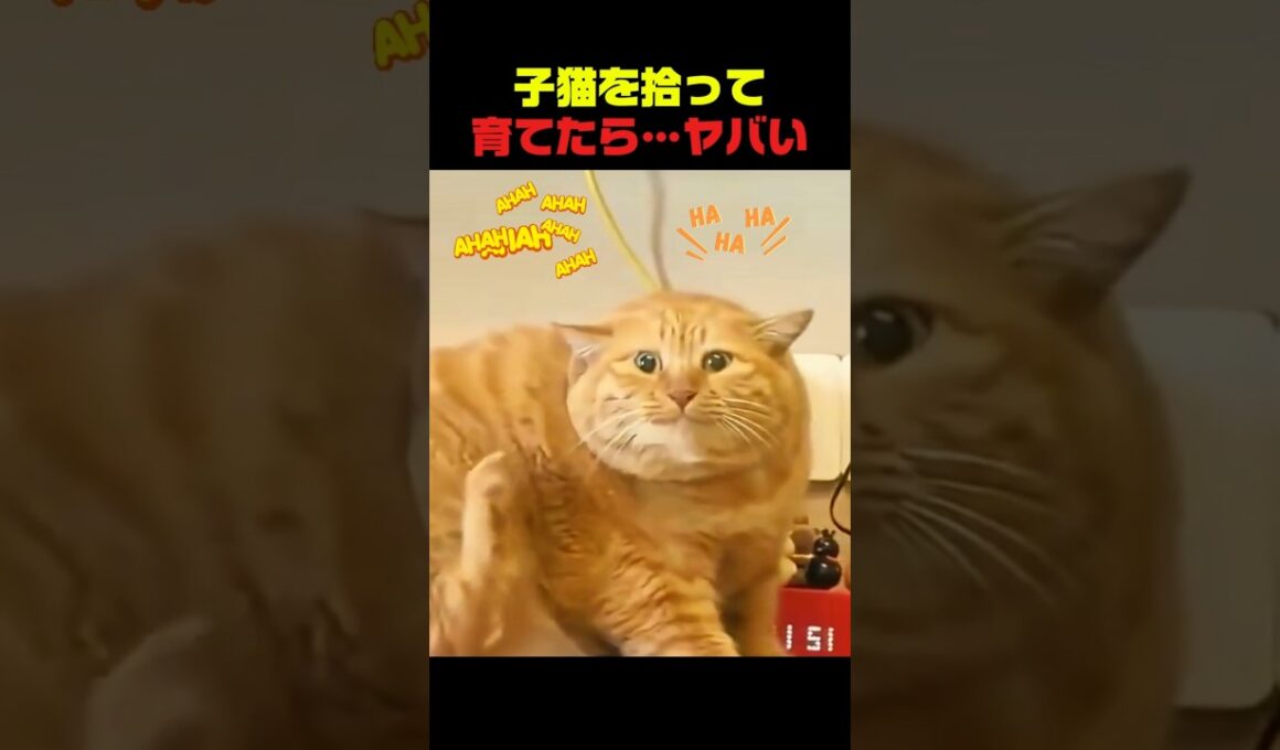 子猫を拾って育てたら10ヶ月後にまさかの展開 #子猫 #保護猫 #猫の成長 #猫動画 #猫好き
