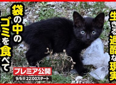 【子猫 保護】ゴミを食べて飢えを凌ぐ子猫を緊急保護しました