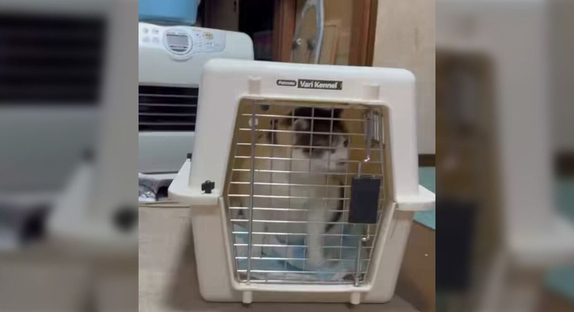 実家の猫は「やばい」と喋ることがあり、病院に行く前などに言う→想像以上に明瞭に「やばい」と言っててワロタ - Togetter