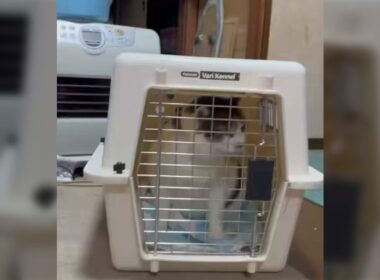 実家の猫は「やばい」と喋ることがあり、病院に行く前などに言う→想像以上に明瞭に「やばい」と言っててワロタ - Togetter