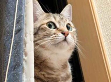 「←妻が注意すると　私が注意しても→」　元保護ねこの"露骨な差"に爆笑の声　「ねこさんも人を見ているのね」 | Hint-Pot