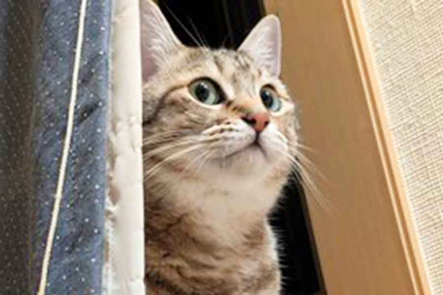 「←妻が注意すると　私が注意しても→」　元保護ねこの"露骨な差"に爆笑の声　「ねこさんも人を見ているのね」 | Hint-Pot