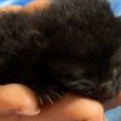 「子猫を拾いました」命を落とすこともあると保護活動家が警鐘。「最初の1時間」で絶対やるべきこと（坂上 知枝,ヒナタ） | FRaU