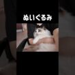 モーニングルーティン🐱🔅 #shorts #猫 #ラグドール #甘えん坊猫 #猫のいる暮らし #ragdoll