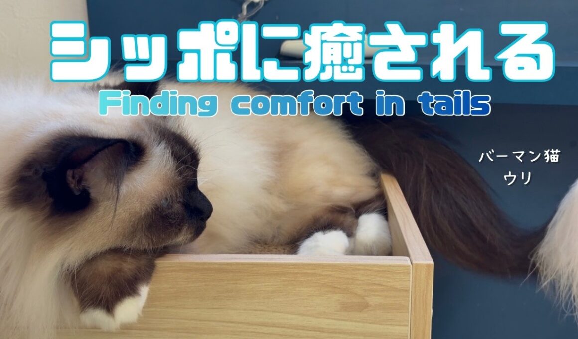 バーマン猫ウリ【シッポに癒される】Finding comfort in tails（バーマン猫）Birman/Cat