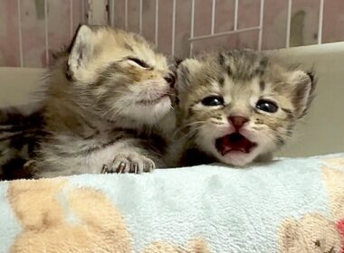 ママがそばにいない！と鳴く子猫の悲しい理由‥【かのこ日記】 The sad reason why this kitten cries when Mom isn't around...