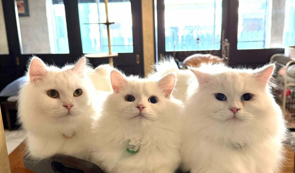 お茶を準備する「飼い主を見つめる白猫」　絵本の世界のような3匹の格好にホッコリ | LIMO | くらしとお金の経済メディア