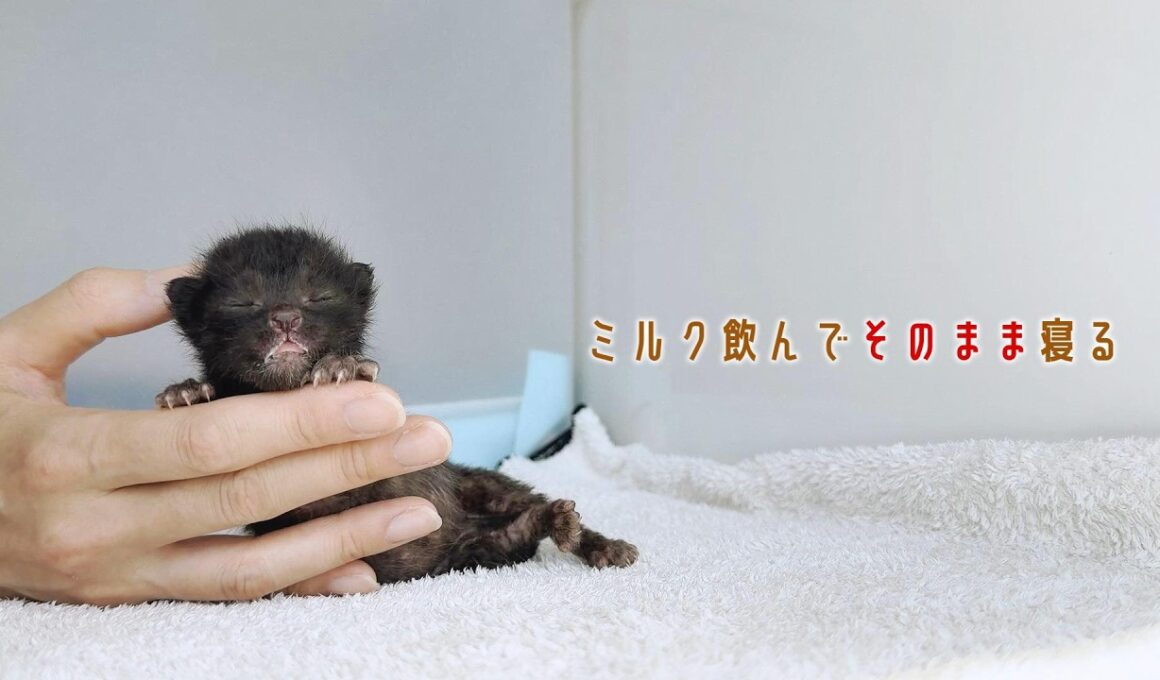 子猫がミルク飲んだ後その体制でそのまま寝るのは反則やて【保護猫生活8日目】