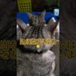 ご無沙汰です配信遅れました🐈️#shorts #スフィンクス猫 #ねこ #猫 #ネコ #吹雪 #時雨