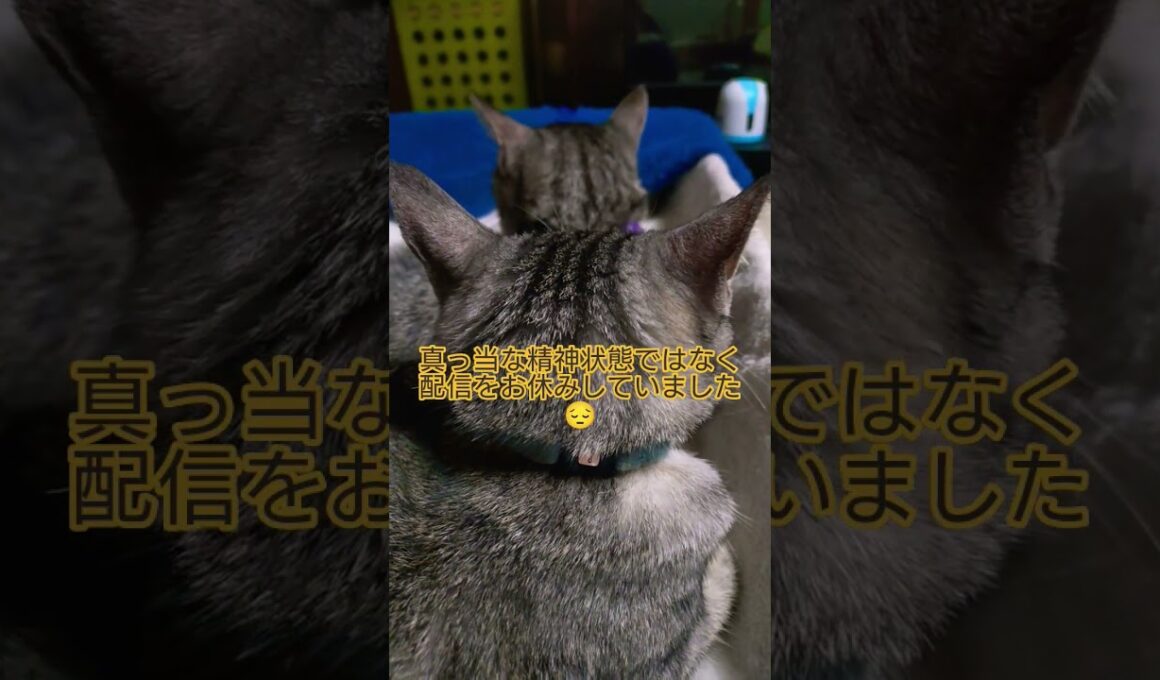 ご無沙汰です配信遅れました🐈️#shorts #スフィンクス猫 #ねこ #猫 #ネコ #吹雪 #時雨