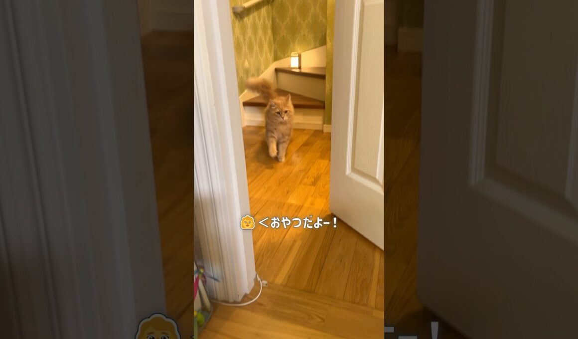 猫たちが駆け下りてきた【サイベリアン・多頭飼い】  #shorts #サイベリアン #猫 #おやつ