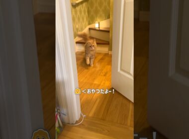 猫たちが駆け下りてきた【サイベリアン・多頭飼い】  #shorts #サイベリアン #猫 #おやつ