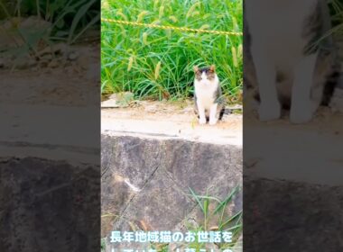 猫じゃらし畑