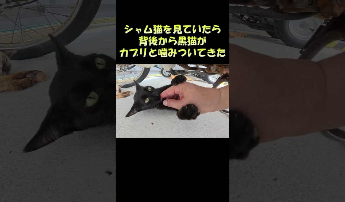 シャム猫を見ていたら背後から黒猫がカプリと噛みついてきた #猫 #ネコ #cat