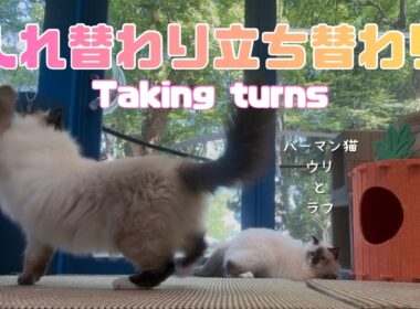 バーマン猫ラフとウリとガブ【入れ替わり立ち替わり】Taking turns（バーマン猫）Birman/Cat