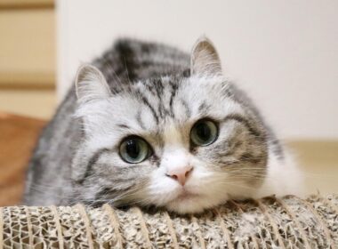 写真物販展「ねこ休み展」スター猫のほっこり作品展示＆限定グッズ、東京・浅草橋で - ファッションプレス