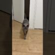 あうあーう_20260906 #shorts #cat #ロシアンブルー #猫