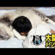 【メインクーン】大型猫のお腹に吸い寄せられる少年。大型猫と一緒に寝たい