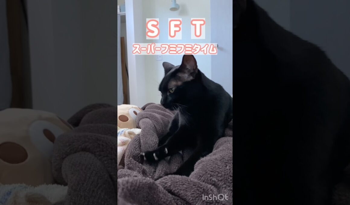 一緒にお昼寝♡黒猫ボンベイ　#cat #ねこ #ねこのいる生活 #ねこのいる暮らし #ねこ動画 #猫 #猫好きさんと繋がりたい #かわいい #癒やし #甘えん坊 #ふみふみ