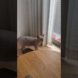 寝起きに鳴きながらママと妹に会いにきた猫スルタン【スフィンクス】