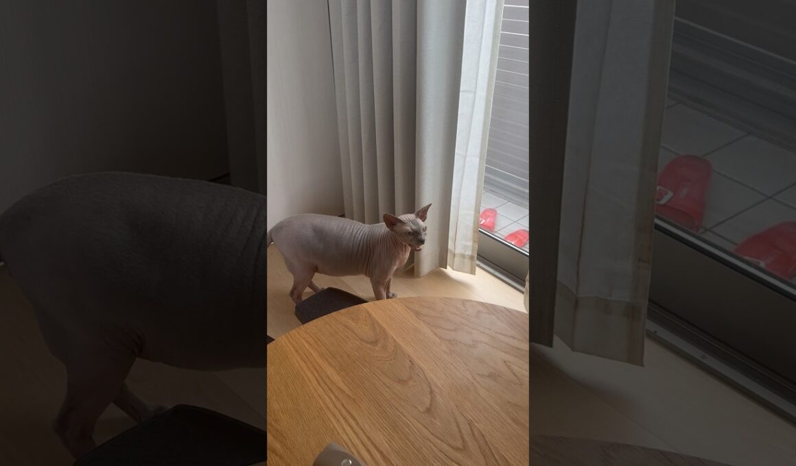 寝起きに鳴きながらママと妹に会いにきた猫スルタン【スフィンクス】
