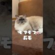 ラグドールってどんな猫？  #猫カフェmocha #ラグドール
