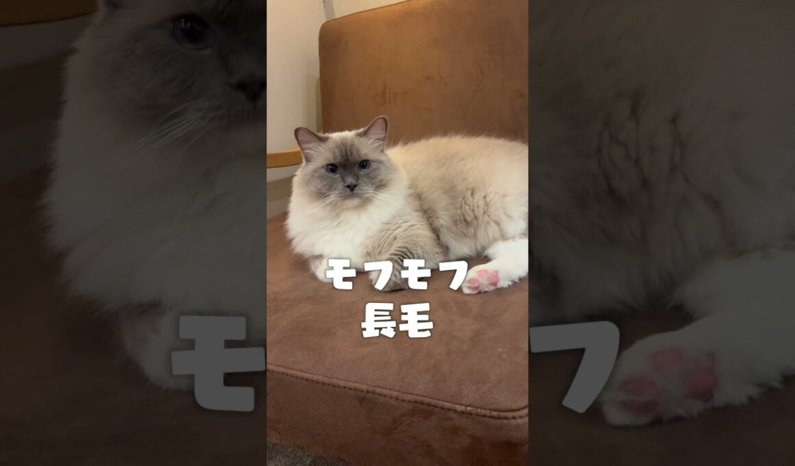 ラグドールってどんな猫？  #猫カフェmocha #ラグドール