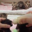 生後19日 静かに順番を待つ子猫と大騒ぎする子猫【かのこ日記】 The Patient Waiters vs. The Excited Little One