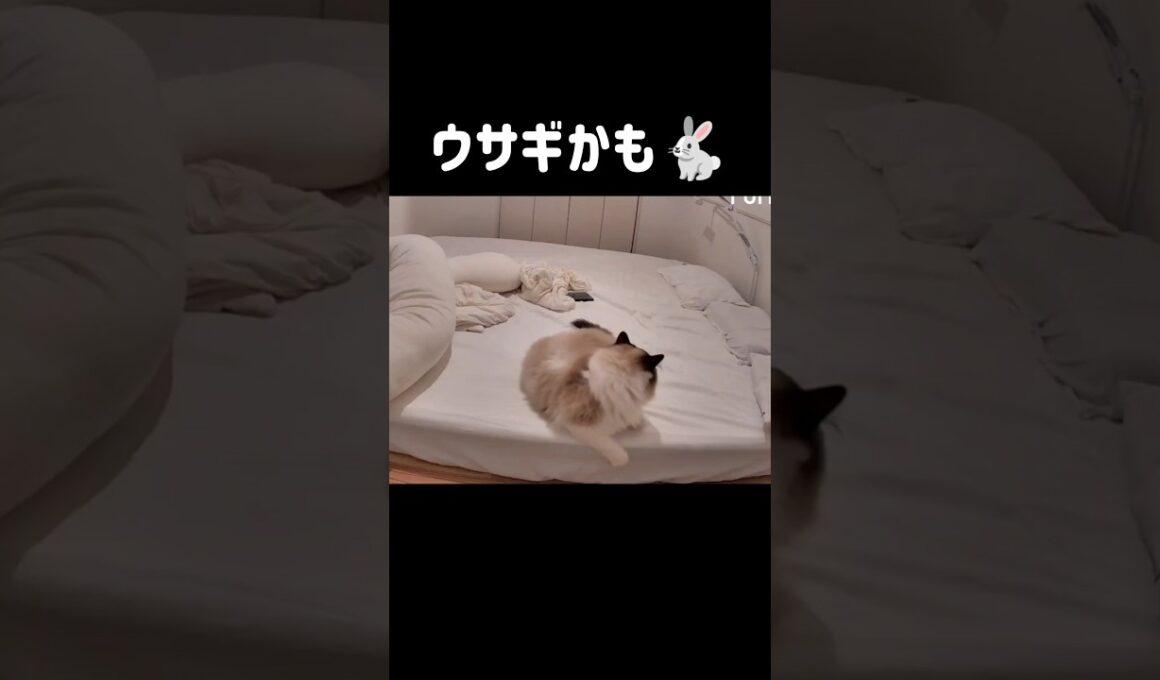 ベッド下に入った電動おもちゃ🧶と戦ってる  #shorts #猫 #ラグドール #甘えん坊猫 #猫のいる暮らし #ragdoll